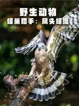 野生动物：蜂巢猎手-凤头蜂鹰海报