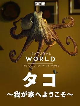 自然世界：家里的章鱼海报