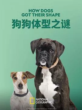 狗狗体型之谜海报