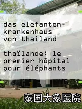 泰国大象医院海报